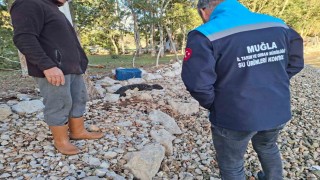 Balıkçıların kurtardığı yavru Akdeniz Foku yetkililere teslim edildi