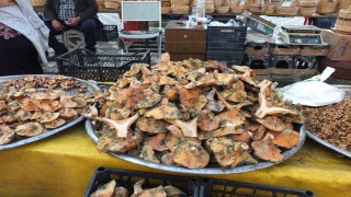 Balıkesirde yağmur yağdı, mantar fışkırdı