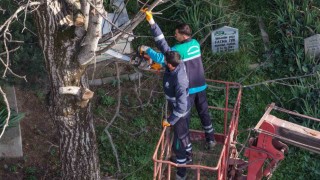 Başiskelede budanan ağaç dalları ihtiyaç sahiplerine yakacak oluyor