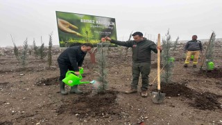 Baybaturdan yanan orman alanlarına bin fidan