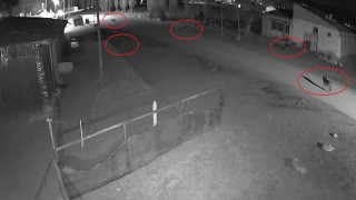 Bayburtta 5 kurdun köpeği tuzağa çektiği anlar kamerada