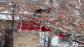Bayburtta ağaç dallarına dolanan kargayı itfaiye kurtardı