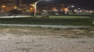 Bayburtta birbirleriyle oyun oynayan iki tilki görüldü