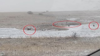 Bayburtun köylerinde kurt sürüleri görüldü