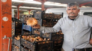 Bayramiçte kanlıca mantarı köylünün gelir kapısı oldu