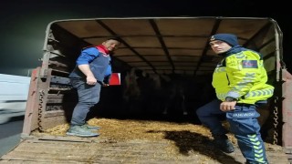 Belgesiz hayvan sevkine ceza: Hayvanlar işletmeye iade edildi