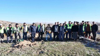 Beylikova Belediyesi bin adet karaçam fidanı dikti