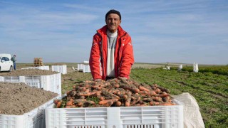 Beypazarında hummalı havuç mesaisi başladı: Dönüme 10 ton ürün bekleniyor