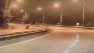 Bilecikte ayı ana yola indi