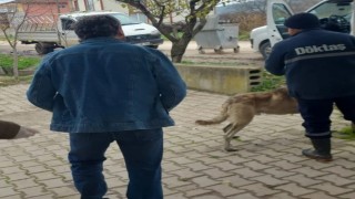 Bilecikte evcil hayvanlar kayıt altına alınıyor