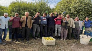 Binlerce ailenin geçim kaynağı limonun başkentinde hasat zamanı
