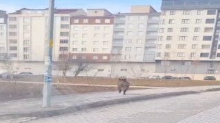 Bitliste ilçe merkezinde yaban domuzu paniği