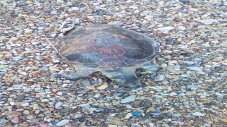 Bodrumda yavru caretta caretta kıyıya vurdu