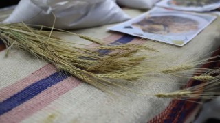 Bölgenin değeri: Ardahan Kavılcası