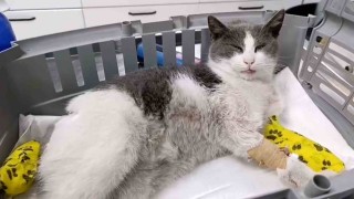 Boluda otomobilin çarptığı kedi, tedavi için İstanbula sevk edildi