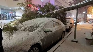 Boluda park halindeki araçların üzerine ağaç devrildi
