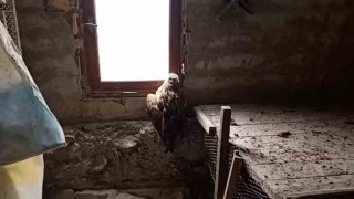 Boluda yaralı şahin koruma altına alındı