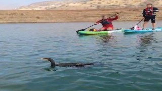 Botan Vadisinde yaralı bulunan karabatağı kurtarma çabası yetersiz kaldı