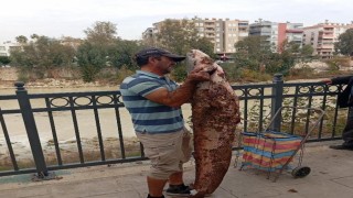 Boyu kadar yayın balığını eliyle yakaladı