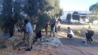 Bozdoğanda öğrenciler zeytin hasadı yaptı