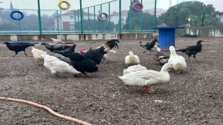 Buldan Gençlik Merkezinde mini hayvanat bahçesi kuruldu