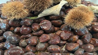 Bursa kestanesinin geleceği konuşuldu