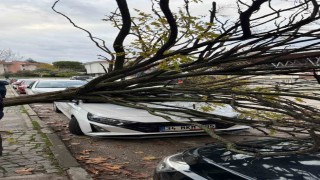 Bursada devrilen ağaç korku dolu anlar yaşattı