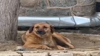 Bursada ezana uluyan sokak köpeği dikkat çekti
