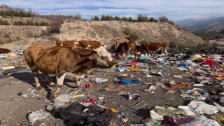Büyükbaş hayvanlar çöplükte besleniyor
