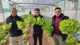 Büyükşehir Belediyesi seralarında kışlık sebze hasadı başladı