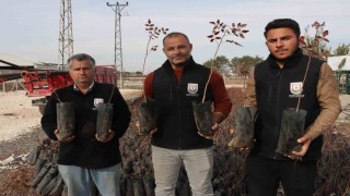Büyükşehirden çiftçilere 35 bin fıstık fidanı desteği