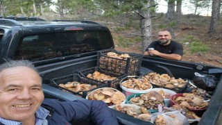 Çamelide cintar bereketi