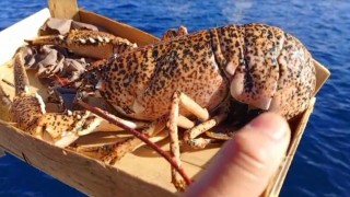 Çanakkalede 525 kilo balığa el konuldu