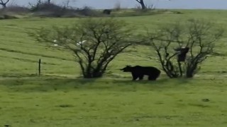 Çanakkalede köy yoluna inen ayı cep telefonu kamerasına yansıdı