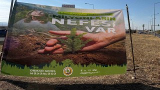 Cizrede havalimanı yolu 450 fidan ile yeşilleniyor