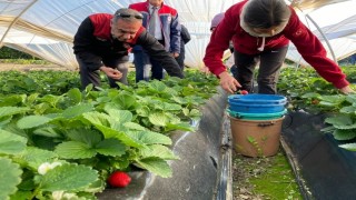 Coğrafi işaretli Sultanhisar Çileğinde hasat sevinci