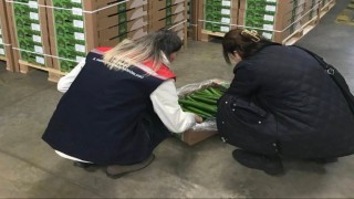 Çorludan Hollandaya salatalık ihracatı