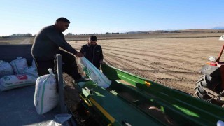 Çukurovada buğday ekimi başladı