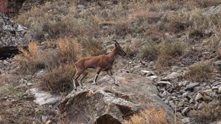 Dağ keçileri karayolu kenarına indi, görenler cep telefonlarına sarıldı