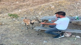 Dağ keçisini elleriyle besledi
