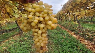 Dalında üzümler 5 aydır tazeliğini koruyor