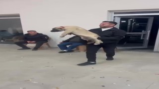 Damadın arkadaşı düğün hediyesi olarak 100 bin liralık köpek hediye etti