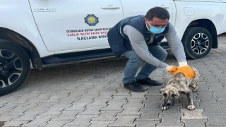 DBB Hayvan Bakımevi 2025te 10 bini aşkın ihbara müdahale etti