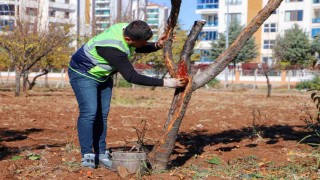 DBB özel yöntemlerle ağaçları tedavi ediyor