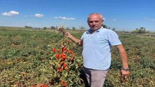 Dedesi seçimde muhtar oldu adına Seçim konuldu