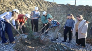 Defne fidanları toprakla buluştu