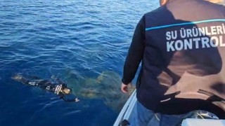 Denizlerdeki hayalet ağlar temizleniyor