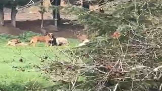 Derincede başıboş köpek tepkisi: 30a yakın köpek bir arada dolaşıyor