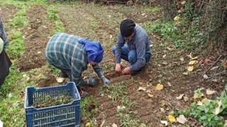 Devrekte salep fidelerinin dikimine başlandı