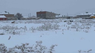 Diyadinde başıboş köpekler tedirgin ediyor